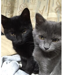 加藤家次男と長女 | 仲良し兄妹ニャ〜(その他)