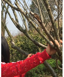 发现🐛 | トップス