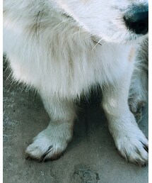 🐶 | その他