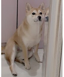 shi ba | その他