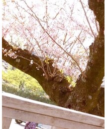 お花見 | その他