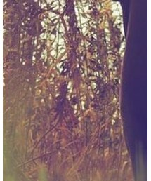 セイタカアワダチソウ | その他