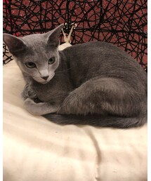 ねこカフェ | その他