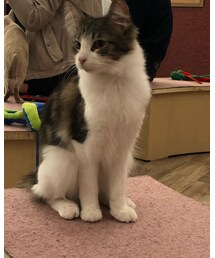 ねこカフェ | その他