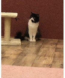 ねこカフェ | その他