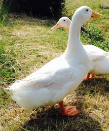 ガチョウ(その他)