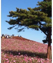ひたち海浜公園 | スキンケア