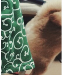実家の犬様 | その他