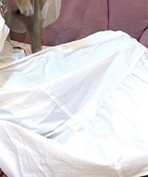 Kastane | ワンピース/ドレス