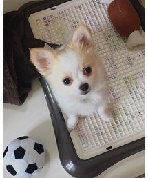 家族が増えました❤️ | その他