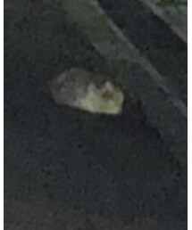 猫 | その他