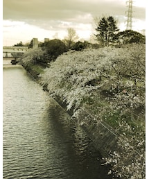 🌸 | その他