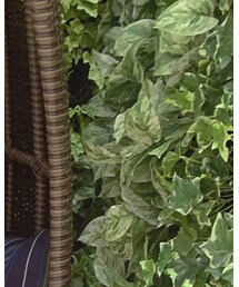 verdy | パーカー