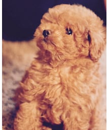 トイプードル | その他