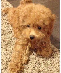 トイプードル | その他