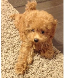 トイプードル(3ヶ月) | その他