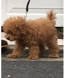 トイプードル | その他