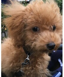 チャオ（トイプー・4ヶ月♂） | 福袋/福箱