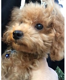 チャオ(トイプー・4ヶ月♂) | 福袋/福箱