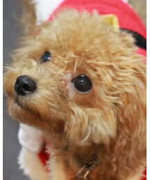 チャオ（トイプー・5ヶ月♂） | 福袋/福箱