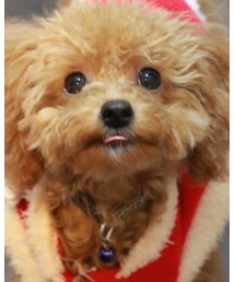 チャオ(トイプー・6ヶ月♂) | 福袋/福箱