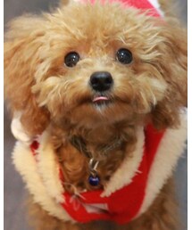 チャオ（トイプー・７ヶ月♂） | 福袋/福箱