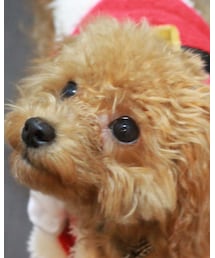 チャオ（トイプー・7ヶ月♂） | 福袋/福箱