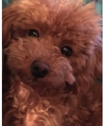 チャオ（トイプードル♂９ヶ月） | ペットウェア