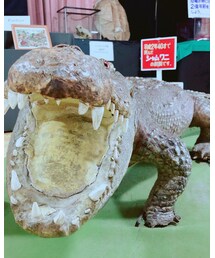 ワニ🐊🐊🐊 | その他