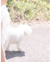 愛犬 マルプー | その他