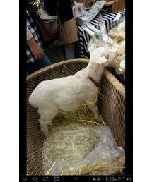 山羊さん | その他