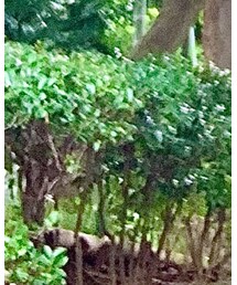 🐶🐱🦊🐻🐨🐰🐷🐧🐦🐤🦆🦅🦉🐴🐺 | その他