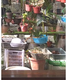 adidas | スニーカー