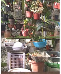 no brand | チノパンツ