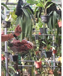 CASIO | アナログ腕時計