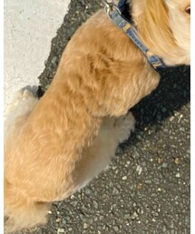 my dog🐶💕 | その他