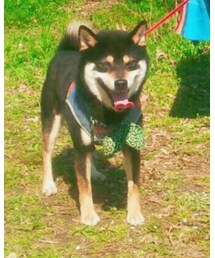 黒豆柴 | その他