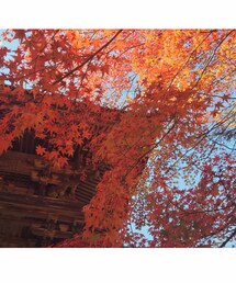 紅葉 | その他