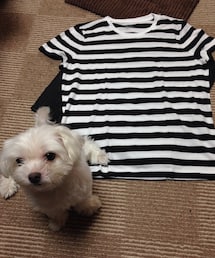 無印良品 | ボーダーTシャツ(Tシャツ/カットソー)