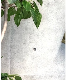 aditional | パーカー