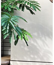 AIE | パンツ