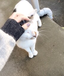 部長 | 部長(その他)