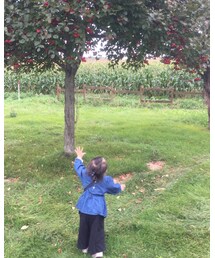 この木 なんの木 きになる木 | その他