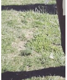 ZARA | チノパンツ