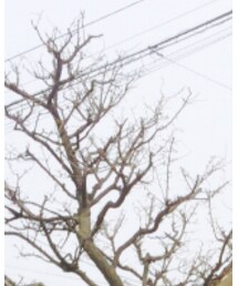 Confirm | シャツ/ブラウス