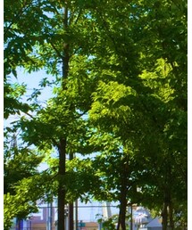 Confirm | Tシャツ/カットソー