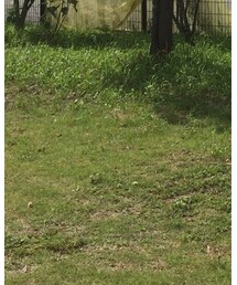 COMME CA ISM | パンツ