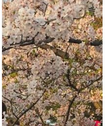 桜 | その他