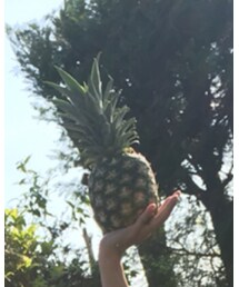 パイナップル | その他
