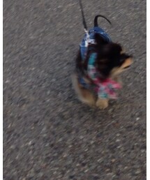 チョビ | その他